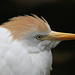 20100902 7895Tw [D~ST] Kuhreiher (Bubulcus ibis), Zoo Rheine