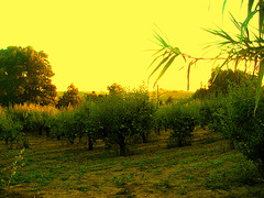 A-dos-Ruivos, pear orchard