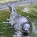 20100902 7909Aw [D~ST] Seehund (Phoca vitulina), Zoo Rheine