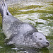 20100902 7911Aw [D~ST] Seehund (Phoca vitulina), Zoo Rheine
