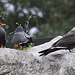 20100902 7913Aw [D~ST] Inka-Seeschwalbe (Larosterna inca), Zoo Rheine