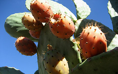 A-dos-Ruivos, cactus figs (2)