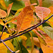 The Smoketree in Autumn – National Arboretum, Washington DC