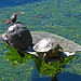Greystone Turtles 10-10-10 (2134)