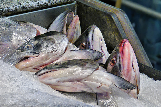 Still Life With Fish Heads – Lonsdale Quay Market, North Vancouver, B.C.