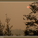 Sun and Forest Fire Smoke