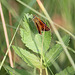 20100701 6253Aw [D~MI] Rostfarbiger Dickkopffalter (Ochlodes venatus), Großes Torfmoor, Hille