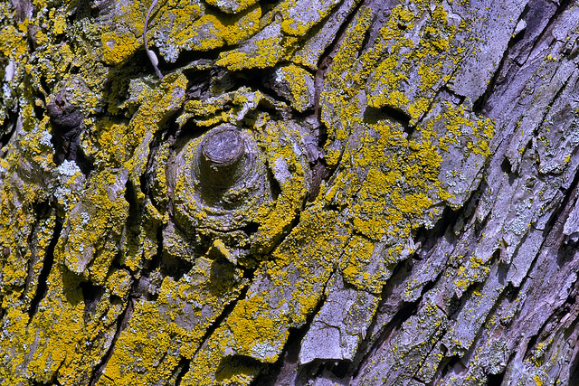 The Old Crab Apple Tree – National Arboretum, Washington DC