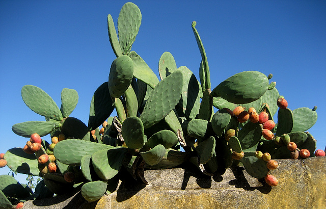 A-dos-Ruivos, cactus figs (1)