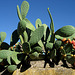 A-dos-Ruivos, cactus figs (1)