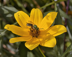 Green Fly, Yellow Flower – National Arboretum, Washington DC