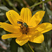 Green Fly, Yellow Flower – National Arboretum, Washington DC