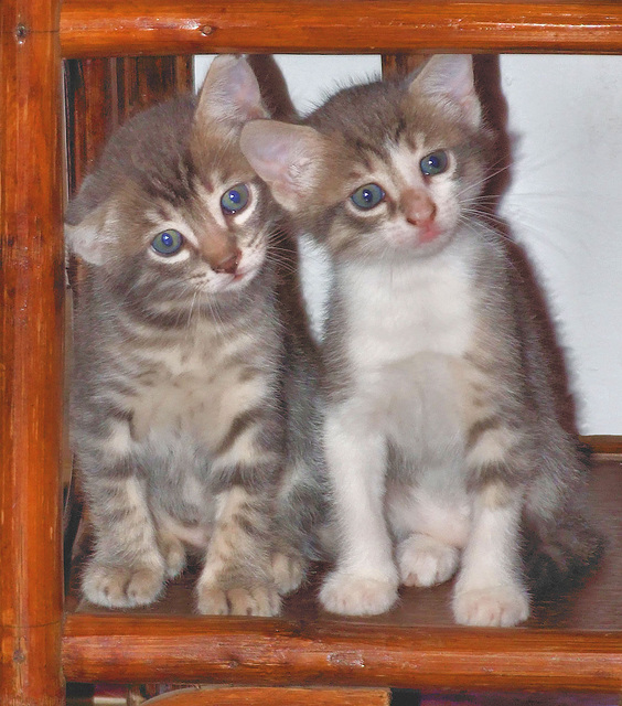 2 petits chatons