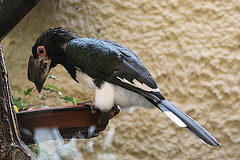 20100902 7830Aw [D~ST] Trompeterhornvogel (Bycanistes bucinator), Zoo Rheine