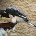 20100902 7831Aw [D~ST] Trompeterhornvogel (Bycanites bucinator), Zoo Rheine