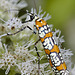 Ailanthus Webworm Moth – National Arboretum, Washington DC