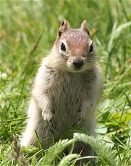 Ground Squirrel.