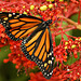 Monarch Butterfly – Brookside Gardens