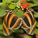 Banded Orange Butterflies Mating – Brookside Gardens