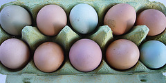 Frisch gelegte Sietow-Eier