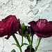 Les roses pourpres........    d'Autrans !