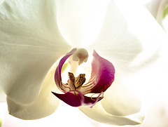 orchidee II