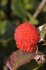 Rubus rosifolius (Mauritius raspberry)
