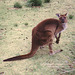 1997-07-23 103 Aŭstralio, Kangaroo Island