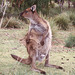 1997-07-23 104 Aŭstralio, Kangaroo Island