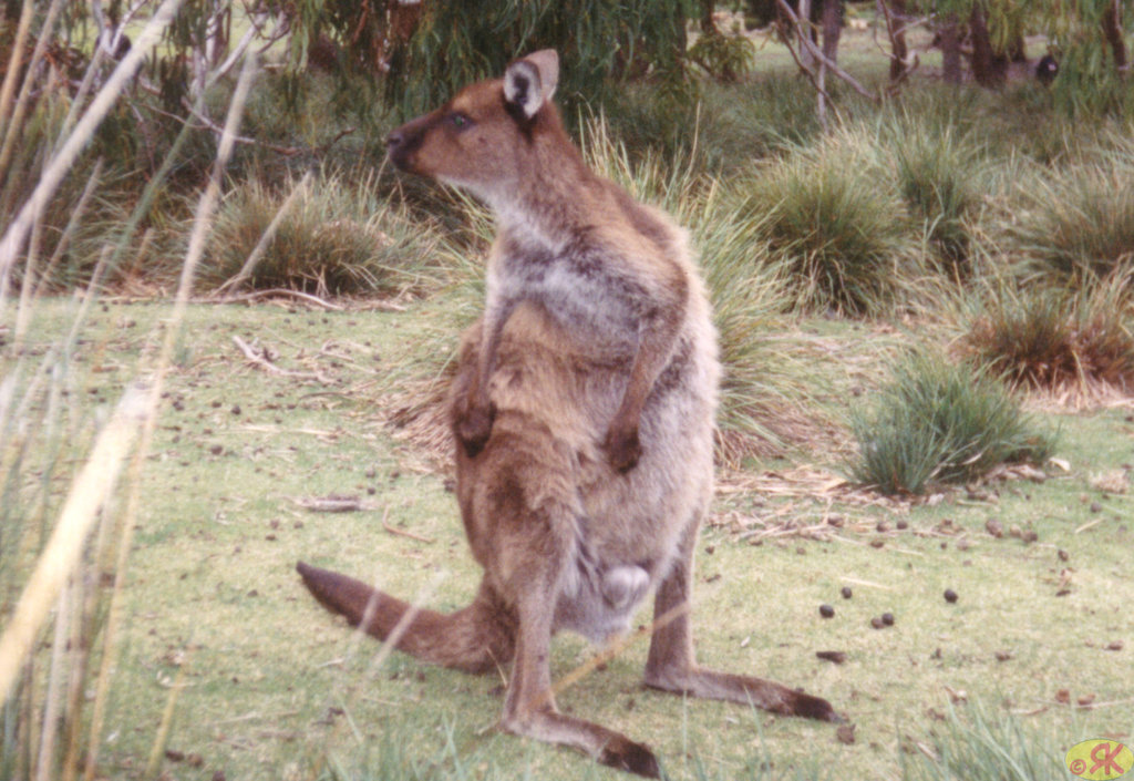 1997-07-23 104 Aŭstralio, Kangaroo Island