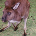 1997-07-23 108 Aŭstralio, Kangaroo Island