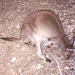 1997-07-23 114 Aŭstralio, Kangaroo Island