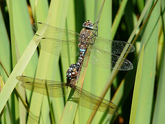 Mating Pair of Migrant Hawkers