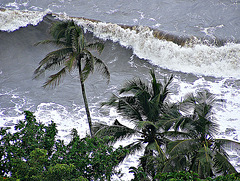 Palms and waves