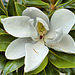 "Little Gem" Magnolia Flower – National Arboretum, Washington DC