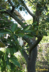 The old grapefruit tree..
