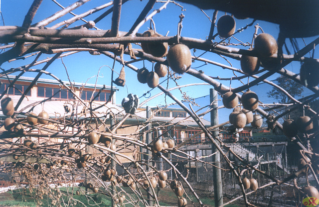 1997-07-15 36 Novzelando, kivio-farmbieno