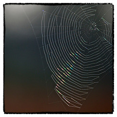 Spider's Web Rainbow