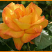 rose jaune irisée