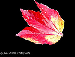 A Red Leaf in the Garden