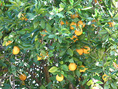 Oranges ..