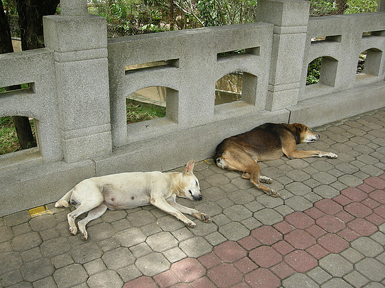Tempelhunde