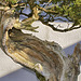 Bonsai California Juniper – National Arboretum, Washington DC