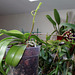 Phalaenopsis mannii Black (3)