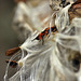 A Very Cold Milkweed Bug – Brookside Gardens