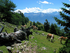 Almwiese mit Haflinger und jungen Rindern