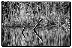 Reeds & Reflections