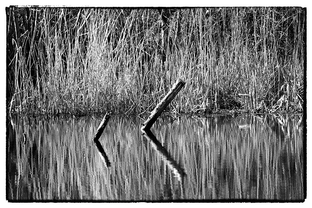 Reeds & Reflections