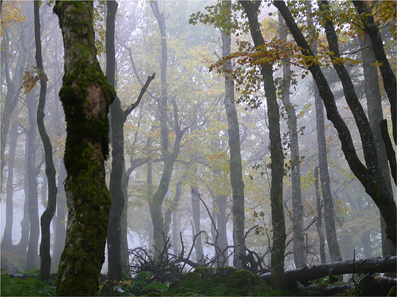 dans la forêt lointaine...le leibelthal dans la forêt lointaine...le leibelthal