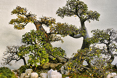 Bonsai Chinese Elm – National Arboretum, Washington DC